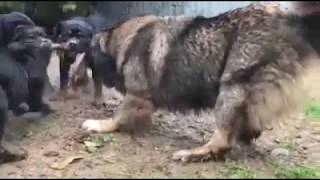 caucasian ovcharka vs rottweiler [upl. by Saqaw]