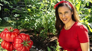 How to grow tomatoes that taste AMAZING  Home Gardening Ep 6 [upl. by Notsirt]