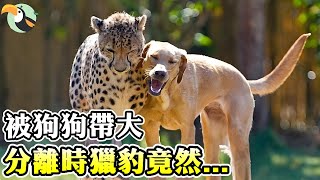 獵豹從小被拋棄跟狗一起長大，幾年後畫風突變，飼養員都感動哭了I情感 感動 感人 淚目 淚崩 故事 感人故事 相依為命 獵豹 狗狗 [upl. by Halimak859]