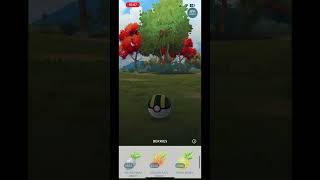 Shiny Pumpkaboo caught in pokemongo [upl. by Walls]