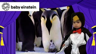 My First Animal Adventure  New Baby Einstein Classics  Toddlers Learning  Kids Music amp Cartoons [upl. by Borrell608]