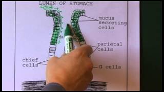 Histology of the Gastrointestinal tract GIT Part 1 [upl. by Felder]