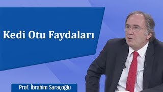 Kedi Otu Faydaları  İbrahim Saraçoğlu [upl. by Ardel682]