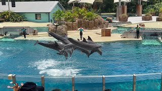 Dolphin Adventures Full Show in 4K  SeaWorld Orlando  June 30 2023 [upl. by Acinoda]