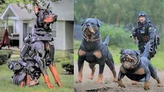 15 Ultimate Military And Police Dog Breeds in the World [upl. by Kenward540]