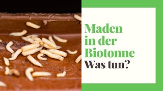 Maden in der Biotonne erkennen bekämpfen vorbeugen [upl. by Nesnar]