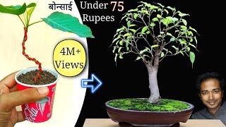 How to make bonsai tree at home under 75 rupees  Easy but Best bonsai for beginners [upl. by Anerol]