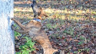 Bensons quotPrime Timequot  Mountain Cur Treeing Squirrels 15 amp 16 Treed [upl. by Sivatnod]