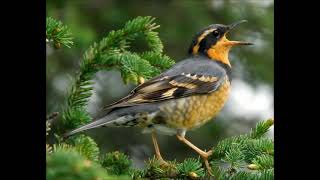 varied thrush sound singing [upl. by Livvyy124]