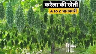 Karela ki kheti  A to Z Video  करेला की खेती  Bitter gourd  karela ki kheti kaise kare  करेला [upl. by Risan]