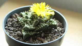 Timelapse Succulent Flower [upl. by Caiaphas]