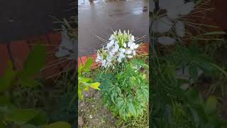 White spider flower cleome nature naturalattractions whiteflower beautifulflower [upl. by Elwaine]