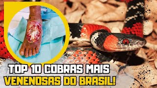 Top 10 cobras mais venenosas do Brasil [upl. by Ybba]