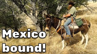 Hounds Mules and Mexico Border [upl. by Tray]