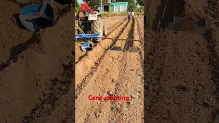 Cane planting farminglifeinanotherworld sugarcane shortvideo [upl. by Laddie949]