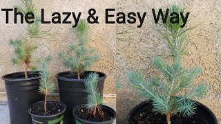 How to grow Pine Tree seedlings from pine cones the Lazy and Easy way [upl. by Mylander]