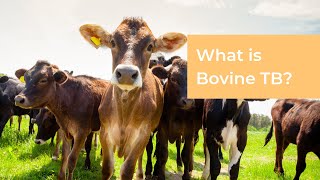 What is Bovine TB [upl. by Elrahc617]