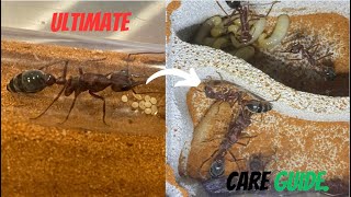 Bull Ant Care Guide [upl. by Dorcea993]