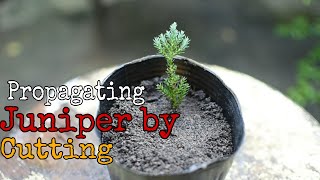 EP 29  Propagating Creeping Juniper by Cuttings [upl. by Klarrisa267]