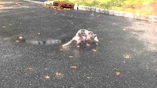 Opossum Carrying Babies Spotted [upl. by Snashall916]