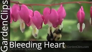 Bleeding Heart  Dicentra spectabilis  Lamprocapnos spectabilis  How to Grow Bleeding Heart [upl. by Leimaj568]