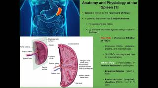 Anatomy amp Physiology of the Spleen [upl. by Atarman]