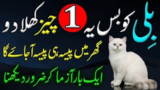 Billi Ko Ye 1 Cheez Khila Dena  Ghar Mn Rizq Dolat Pesa Sab Kuch Ayega  How A Cat Reared At Home [upl. by Smukler856]