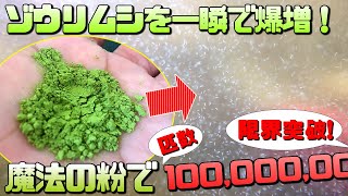 初心者でも失敗しないゾウリムシの増やし方！ある物を使って一瞬で爆増させる裏技的方法【メダカの稚魚の餌に最適】 [upl. by Jeanie]