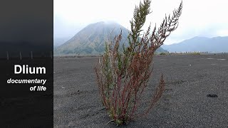 Mexican tea Dysphania ambrosioides [upl. by Oniram]