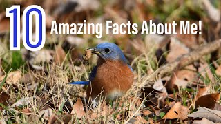 10 Amazing Facts About The Eastern Bluebird [upl. by Noyr406]