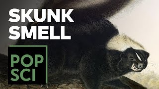 The Science of Why Skunks Smell [upl. by Annahsor]