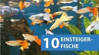 10 Aquarium Fische für Anfänger [upl. by Nutsud]