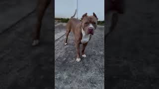 Brixton 👿 pitbull youtubeshorts [upl. by Wiltz]