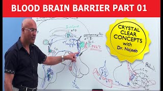 Blood Brain Barrier  Part 1 [upl. by Nahtad819]