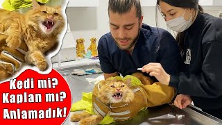 KEDİ SALDIRISI 😱 ELİMİ ISIRDI RESMEN😨 Yeni Seviye Yüklendi Simba✅ inanoğlu kedisaldırısı [upl. by Dinnage]