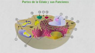 Partes de la Célula y sus Funciones [upl. by Mariand]