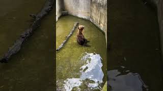 Brown Bear 🐻🐻 at Dehiwala Zoological Garden in Sri Lanka [upl. by Sylvie]