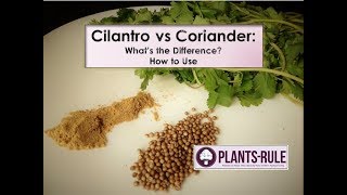 Cilantro vs Coriander Whats the Diffference from PlantsRule [upl. by Sacram73]