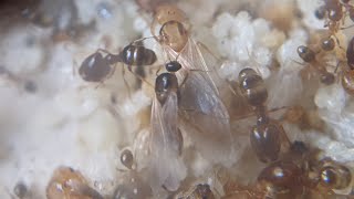 pheidole megacephala alates [upl. by Myrilla856]