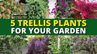 5 Perfect Trellis Plants For Your Garden 🍃  Garden Trends 👍 [upl. by Akener920]