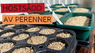 SÅ PERENNER  Dags att så fler perenner under hösten för plantor till nästa år  höstsådd [upl. by Kerrie]