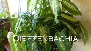 Dieffenbachia Plant Care  How to Care for a Dumb Cane Plant [upl. by Biles]