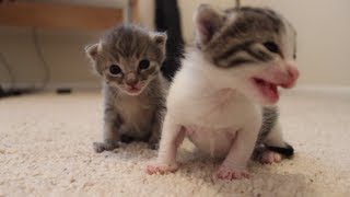 2 Weeks Old Kitten Update [upl. by Franklyn]