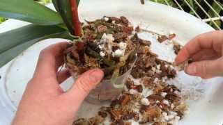 Easy Orchid Care Repotting a Phalaenopsis with Rotten Roots  Steps to save an Orchid with no roots [upl. by Anitra]