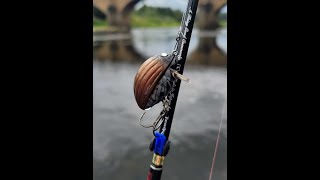 Chub lure fishing with Salmo Lil Bug [upl. by Malek676]