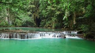 Sinharaja Forest Reserve Sri Lanka [upl. by Averi]