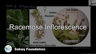 Racemose Inflorescence Biology Lecture  Sabaqpk [upl. by Nolie656]