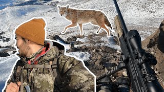 I Tried Hunting COYOTE with an AIR RIFLE  Winter Predator Hunting [upl. by Tirb]