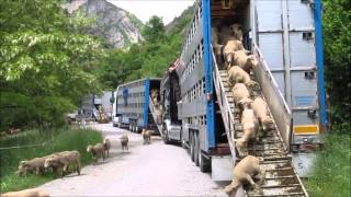 Transhumance Alpes de Haute Provence  23 Mai 2014 [upl. by Edda419]