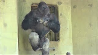 シャバーニ ドラミング50連 Gorilla drumming50beat Best Shabani [upl. by Ruth]